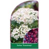 sorbus-granatnaja-1