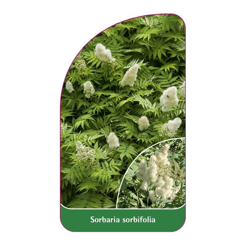 sorbaria-sorbifolia1