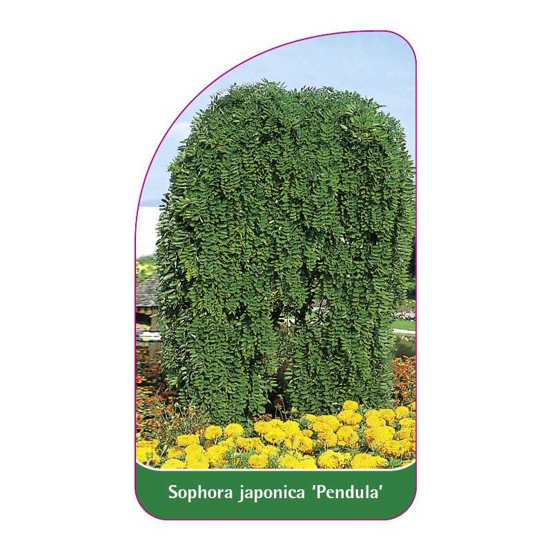 sophora-japonica-pendula-1