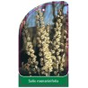 salix-rosmarinifolia1