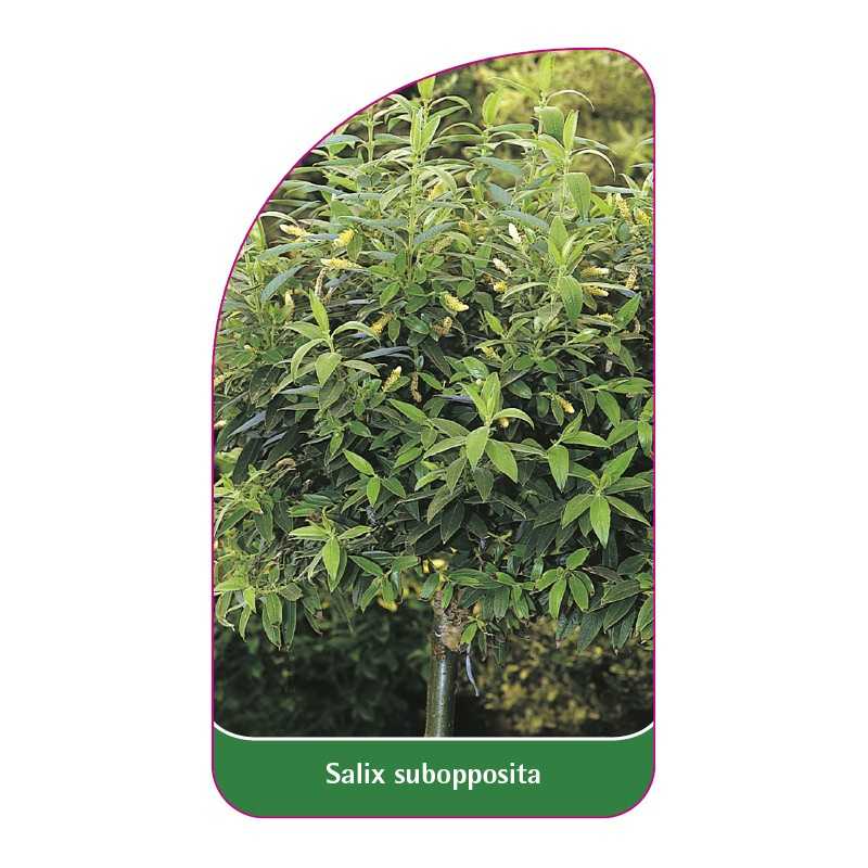 salix-subopposita1