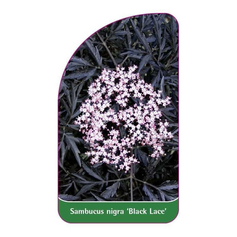 sambucus-nigra-black-lace-1