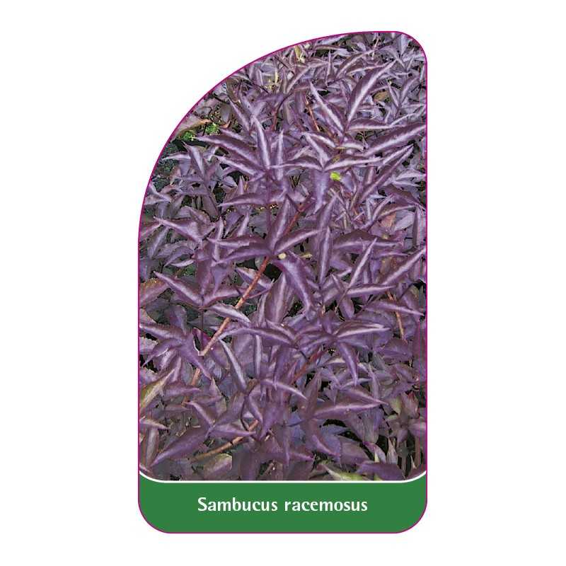 sambucus-racemosus1