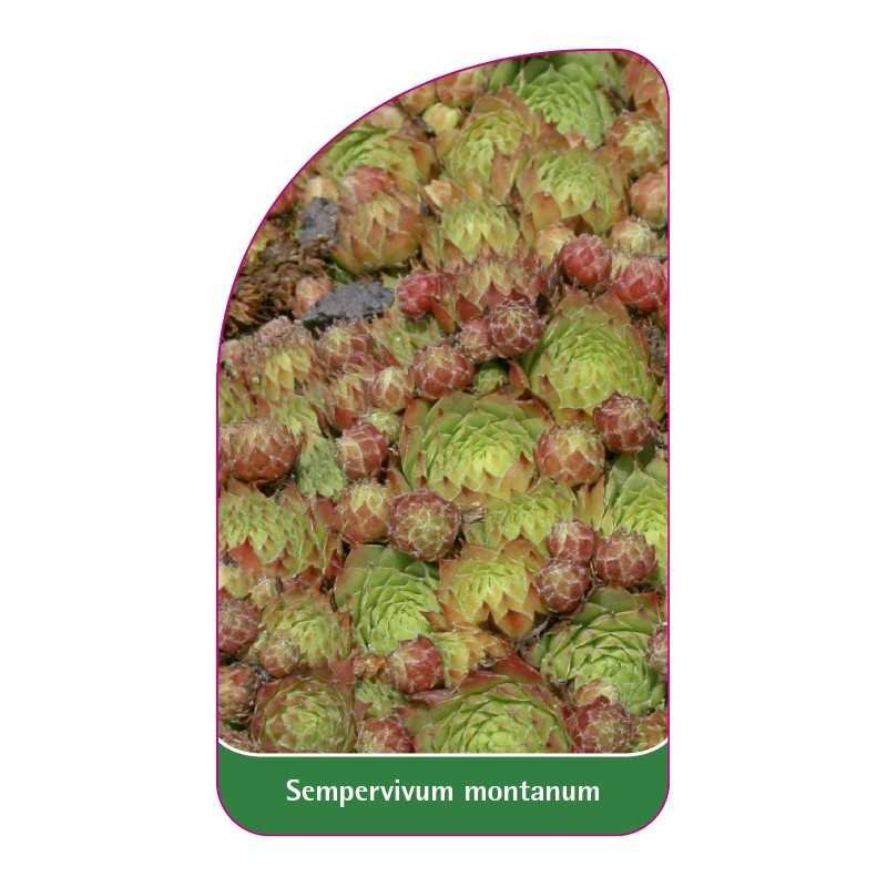 sempervivum-montanum1