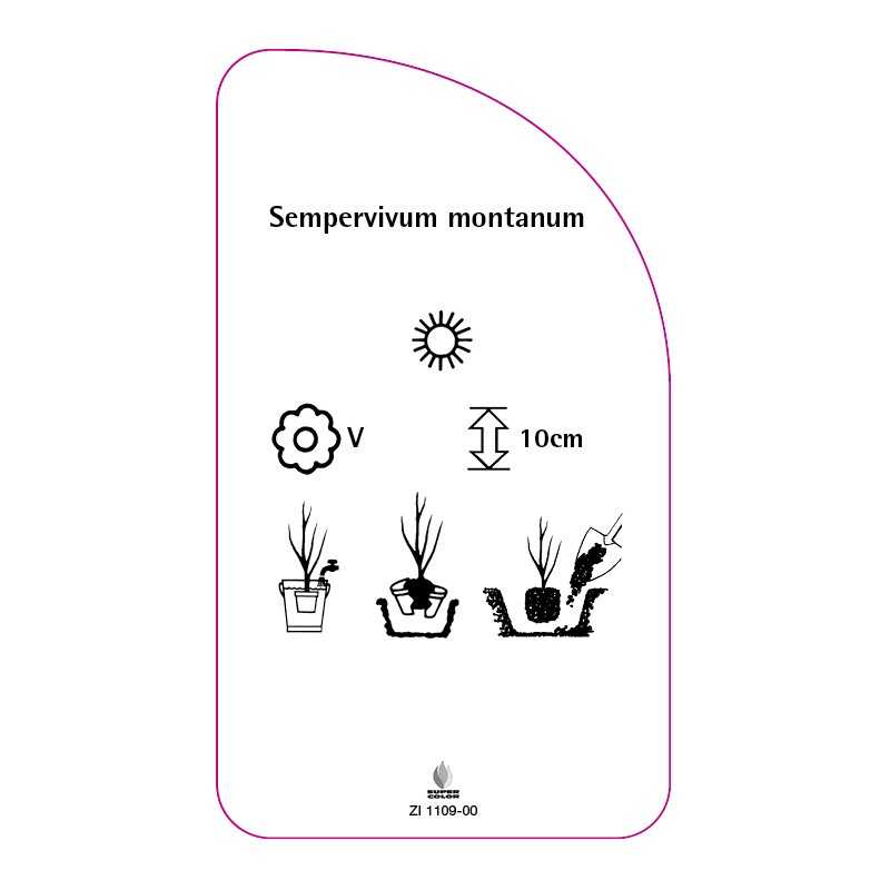 sempervivum-montanum0
