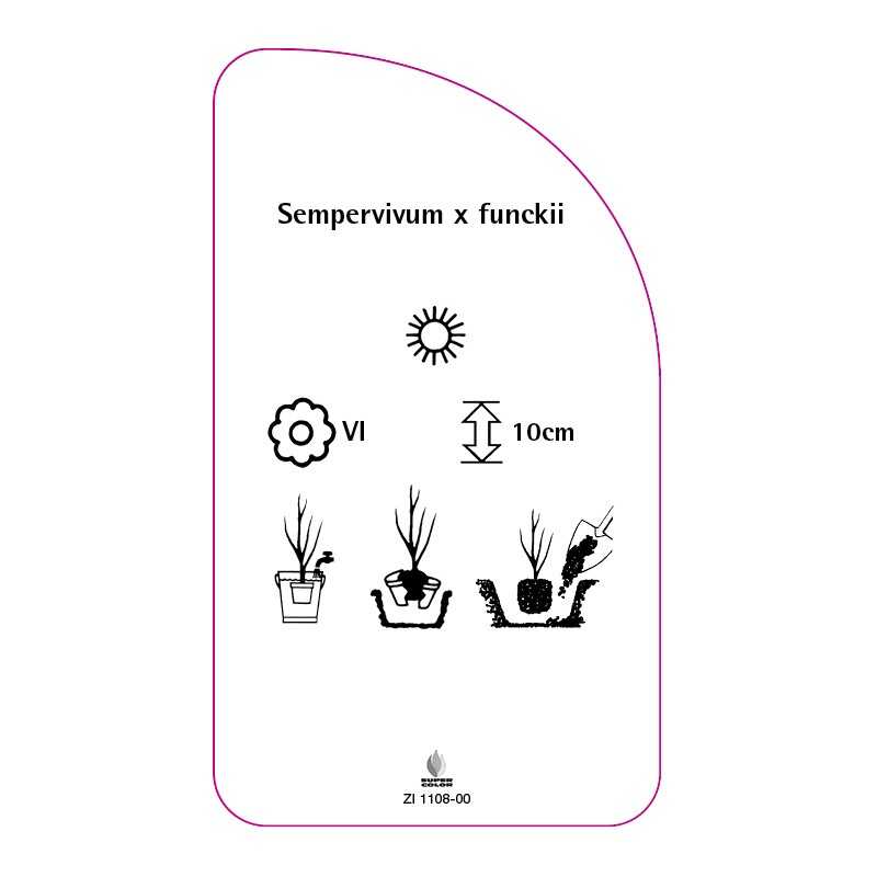 sempervivum-x-funckii0