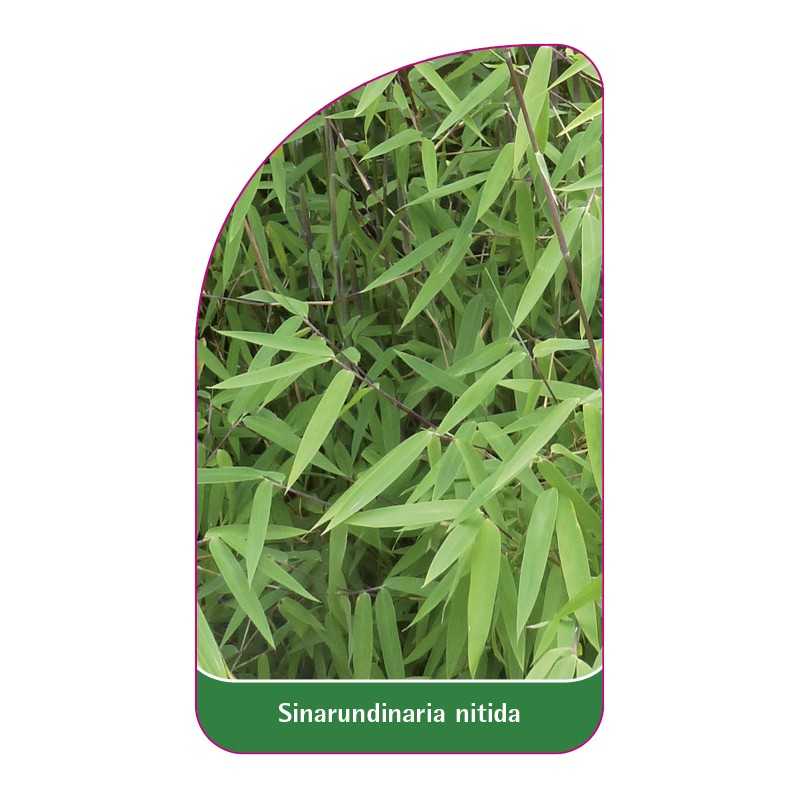 sinarundinaria-nitida1