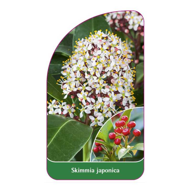 skimmia-japonica1