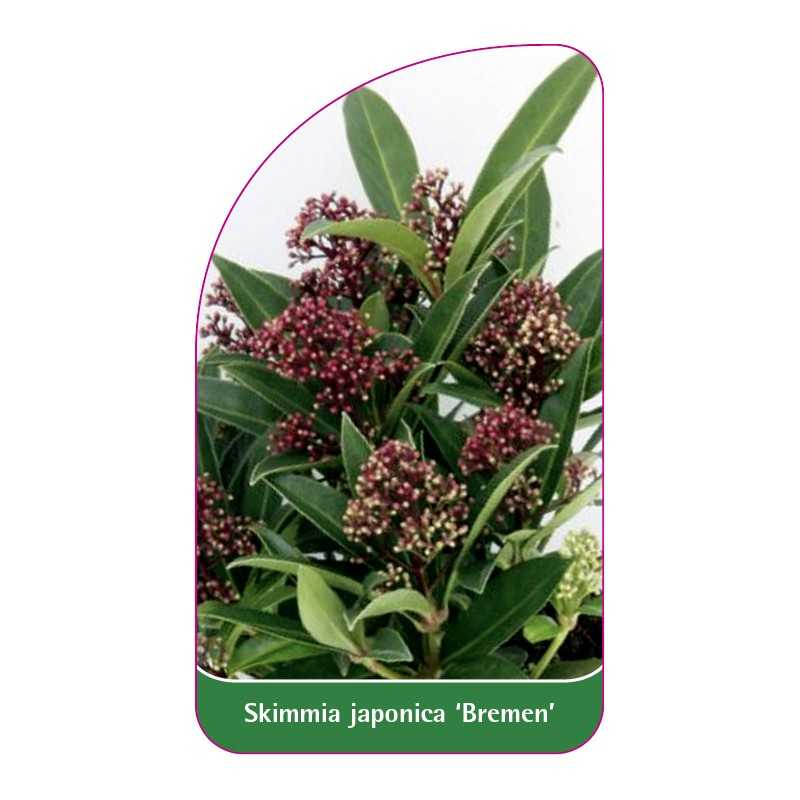 skimmia-japonica-bremen-1