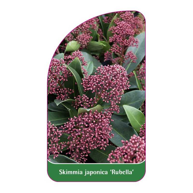 skimmia-japonica-rubella-1