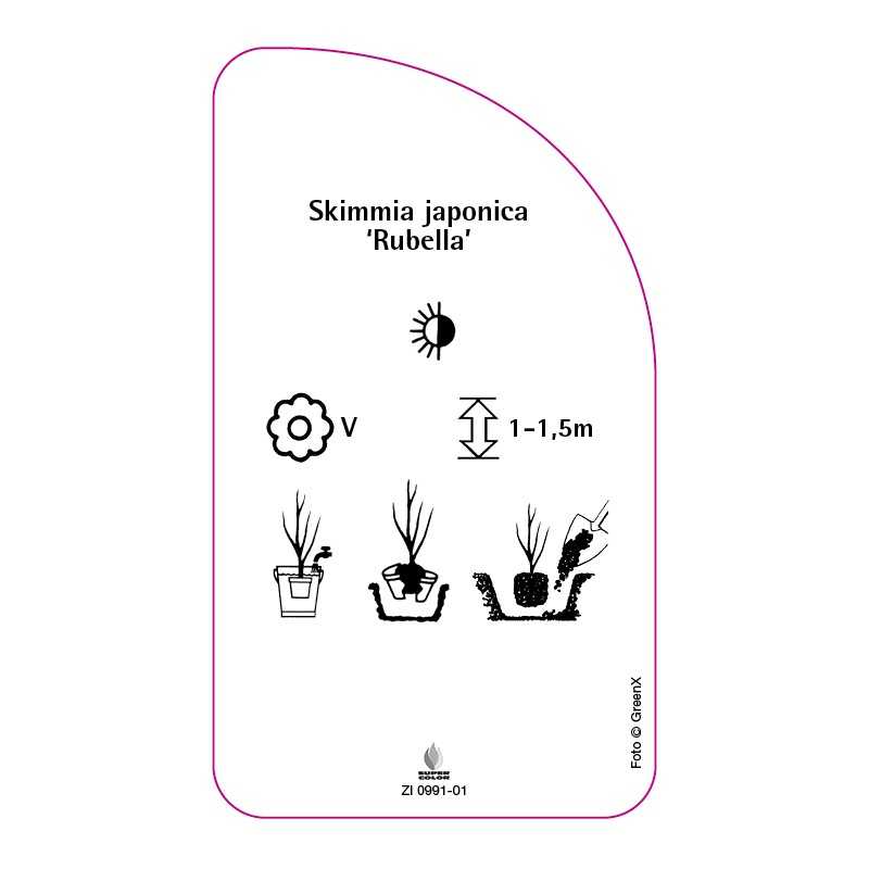 skimmia-japonica-rubella-0