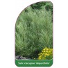 salix-elaeagnos-angustifolia-1