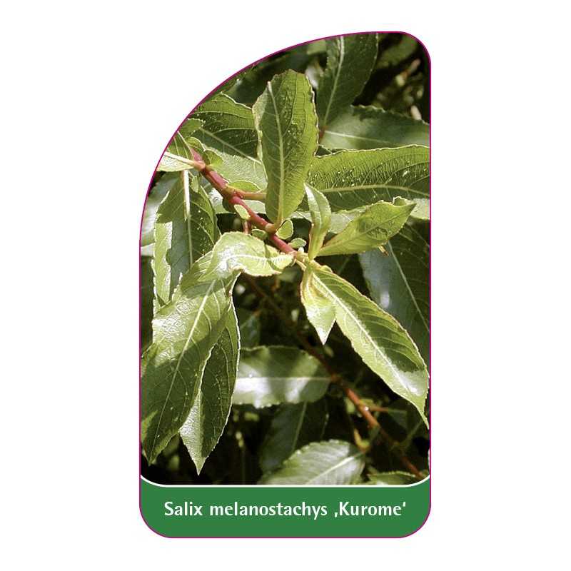 salix-melanostachys-kurome-1