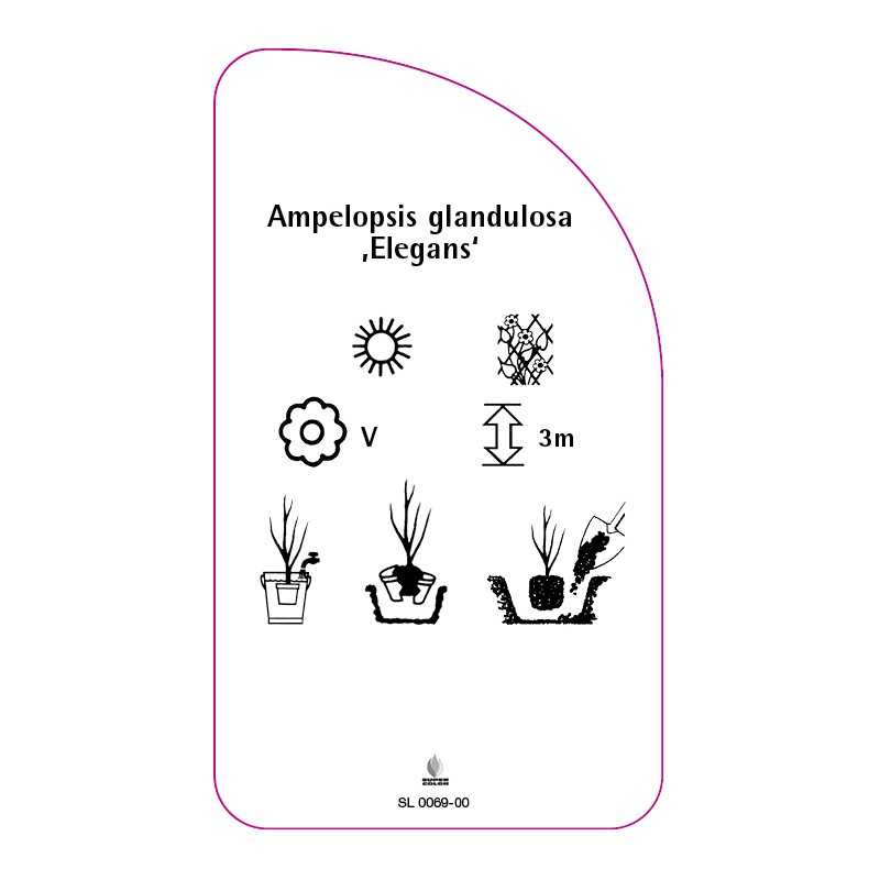 ampelopsis-glandulosa-elegans-0
