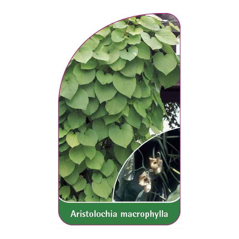 aristolochia-macrophylla1