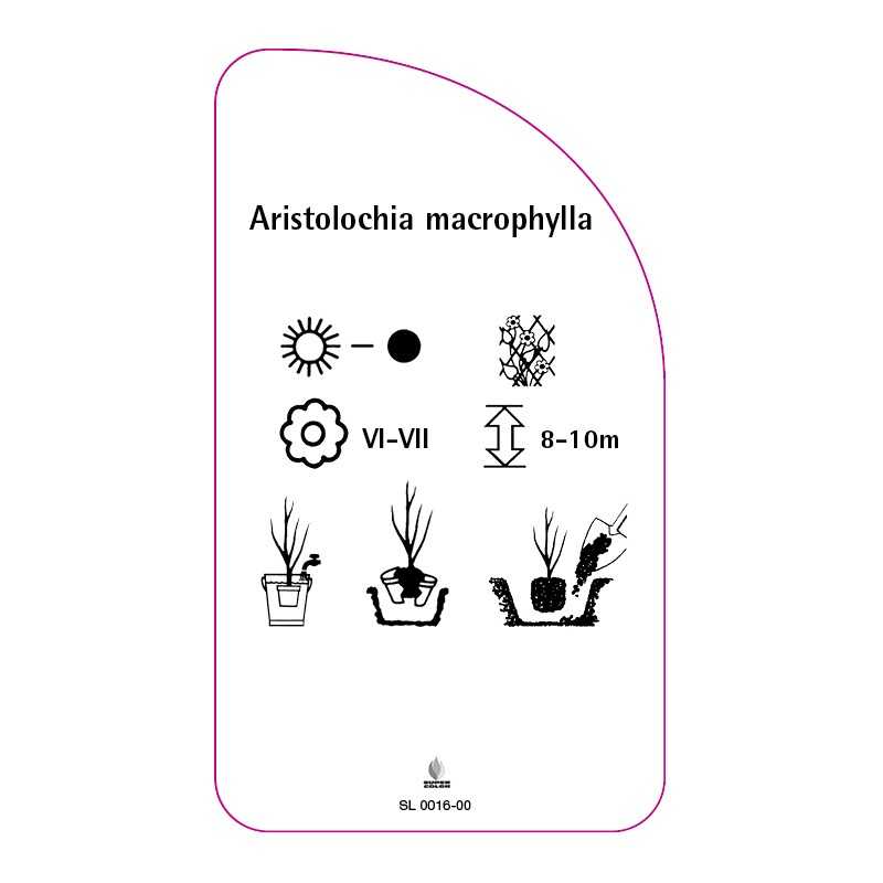 aristolochia-macrophylla0
