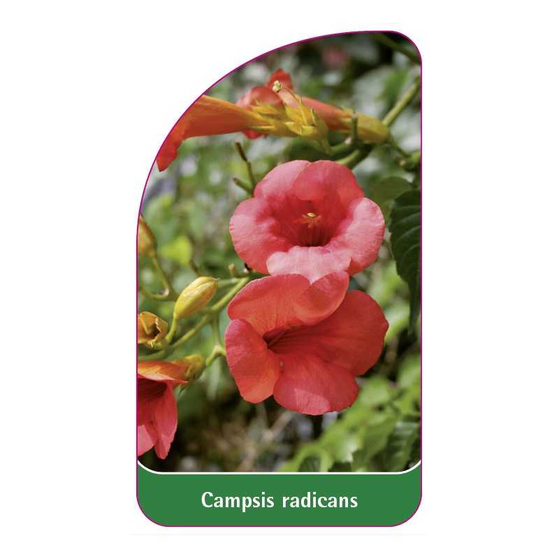 campsis-radicans-a1