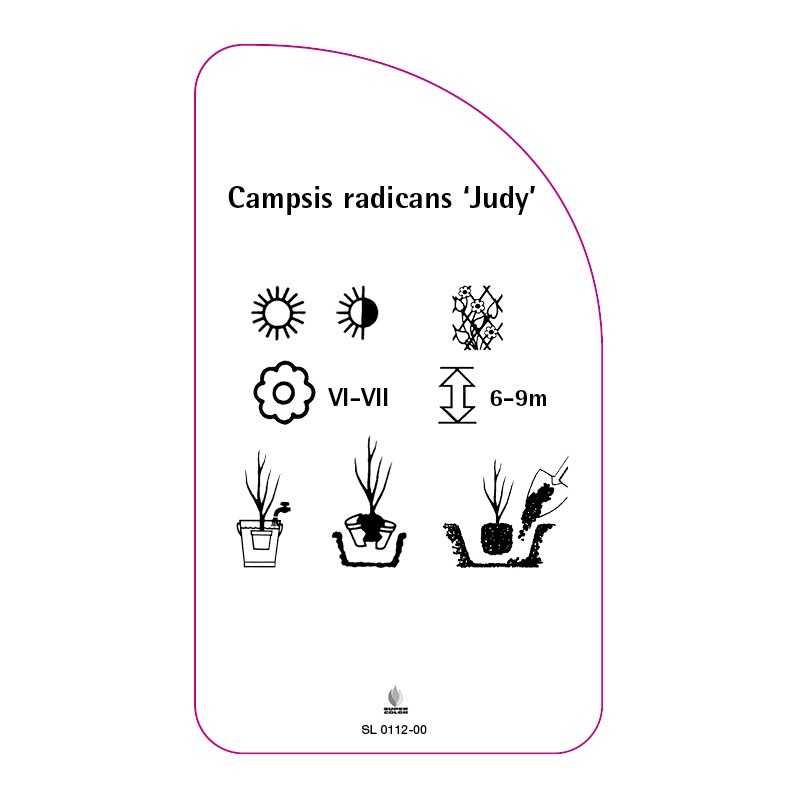 campsis-radicans-judy-0