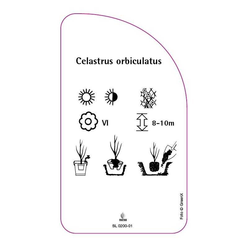 celastrus-orbiculatus0