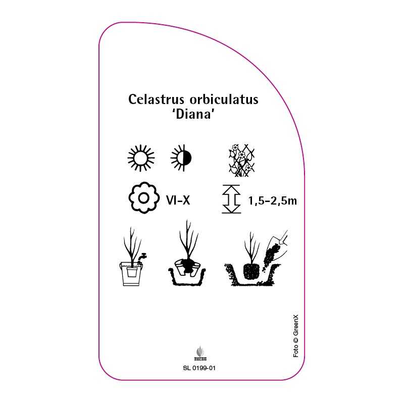 celastrus-orbiculatus-diana-0
