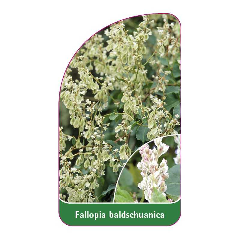 fallopia-baldschuanica1