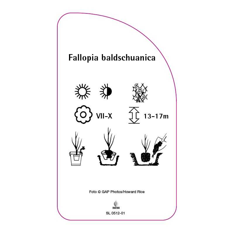 fallopia-baldschuanica0