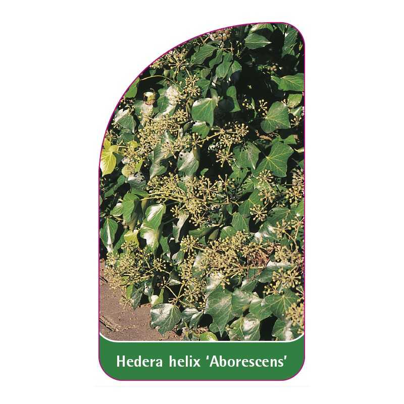 hedera-helix-aborescens-1