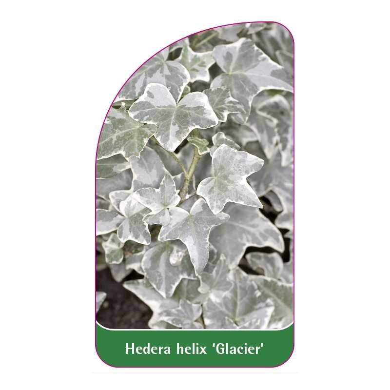 hedera-helix-glacier-a1
