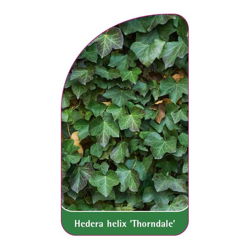 hedera-helix-thorndale-1