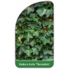 hedera-helix-thorndale-1