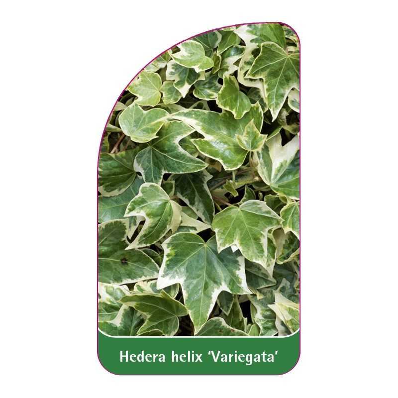 hedera-helix-variegata-b1