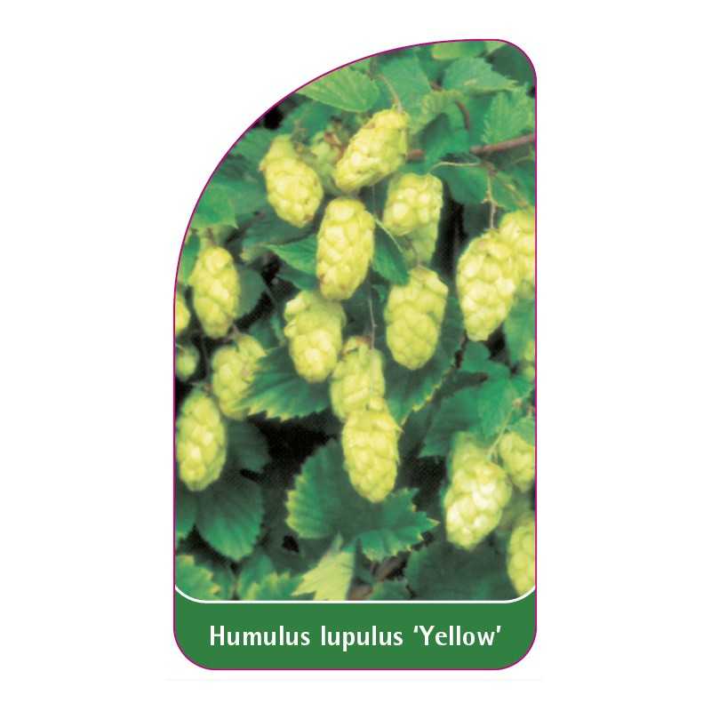 humulus-lupulus-yellow-1