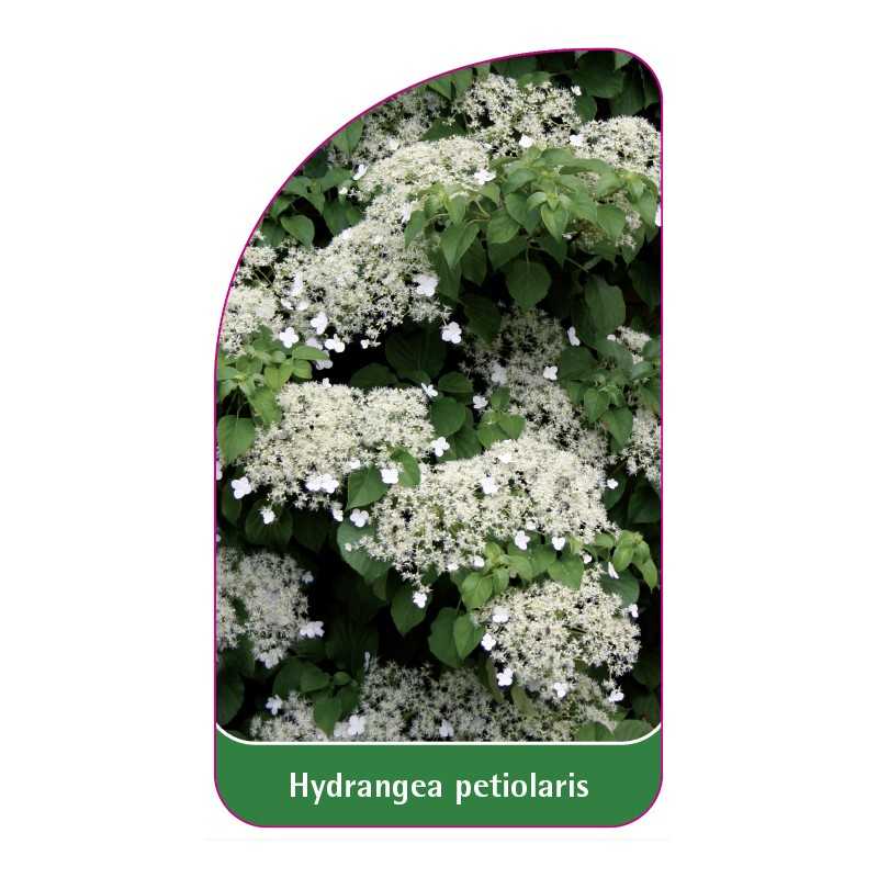 hydrangea-petiolaris1