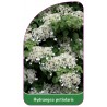 hydrangea-petiolaris1