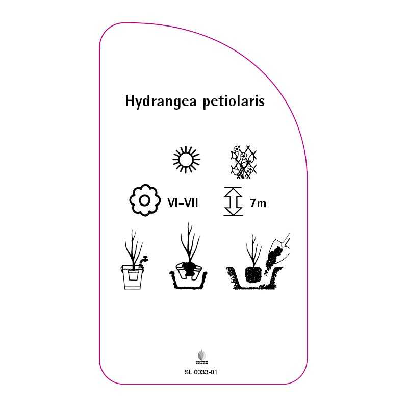 hydrangea-petiolaris0