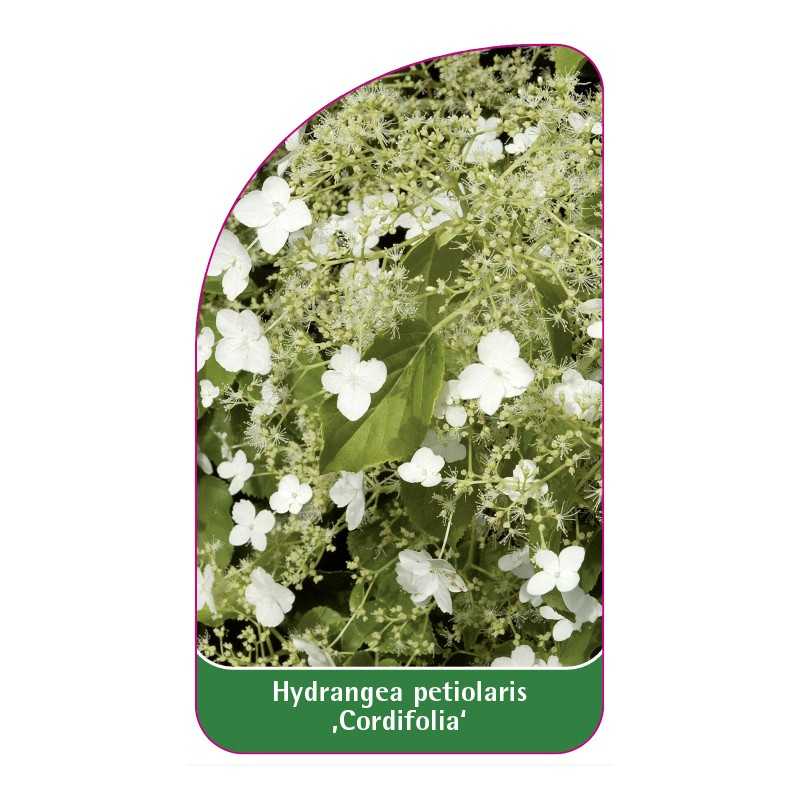 hydrangea-petiolaris-cordifolia-1