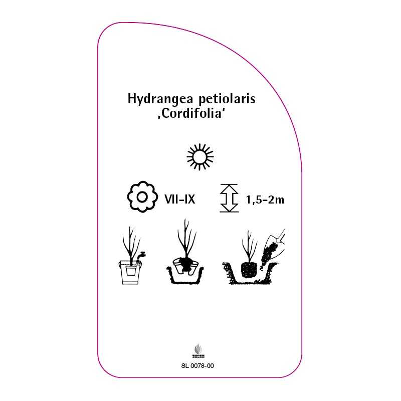 hydrangea-petiolaris-cordifolia-0