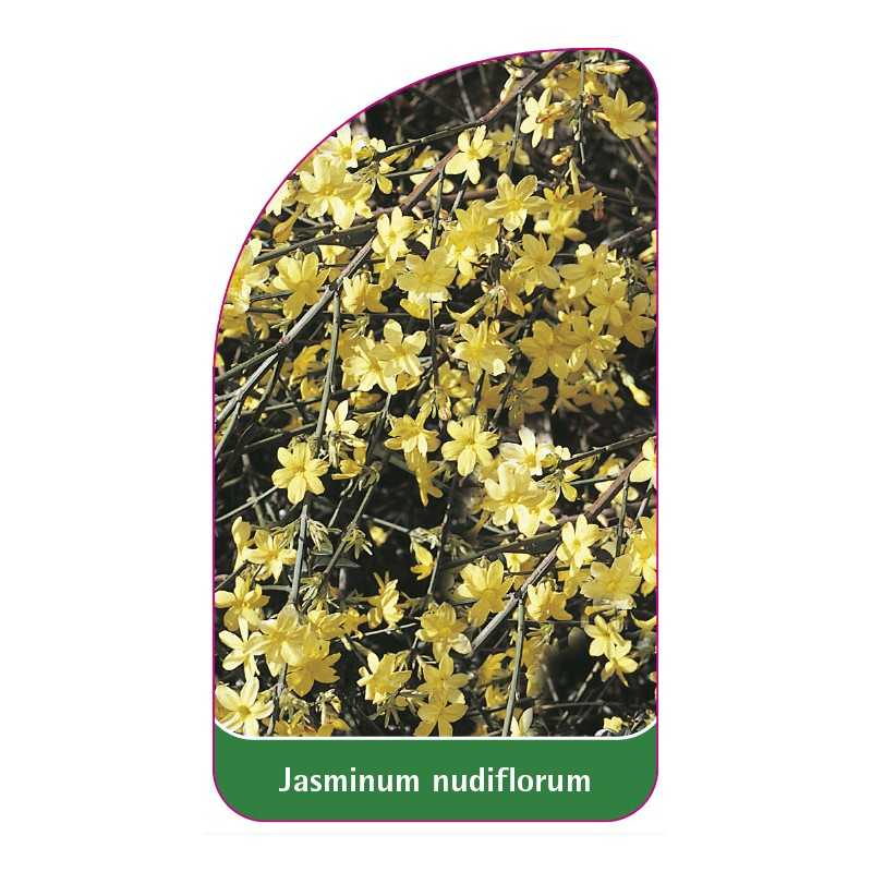 jasminum-nudiflorum1