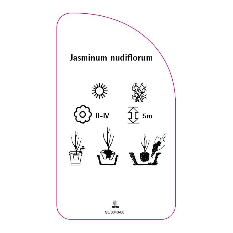 jasminum-nudiflorum0