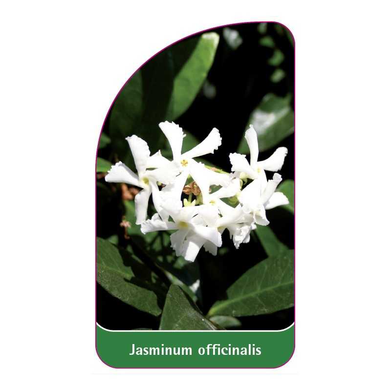 jasminum-officinalis1