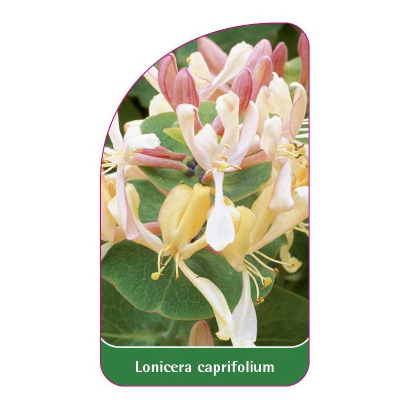 lonicera-caprifolium1