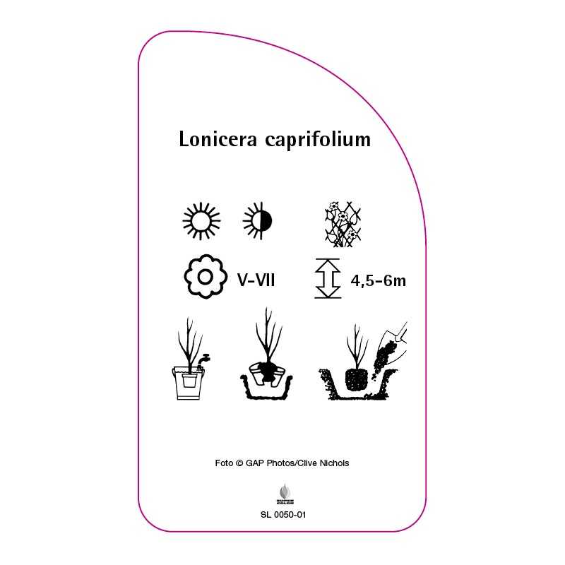 lonicera-caprifolium0