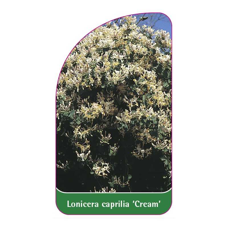 lonicera-caprilia-cream1