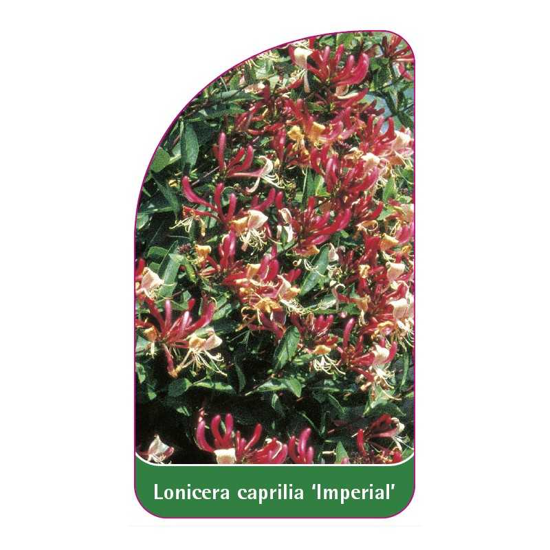 lonicera-caprilia-imperial1