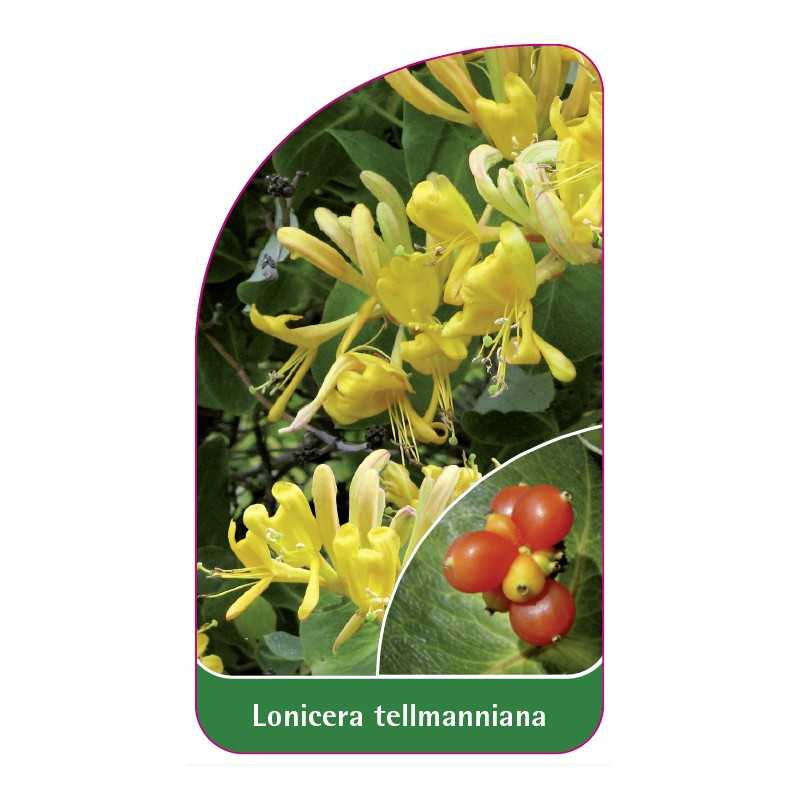 lonicera-tellmanniana1