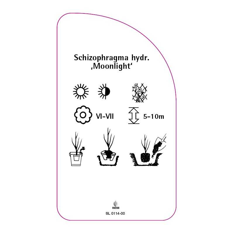 schizophragma-hydrangeoides-moonlight-0