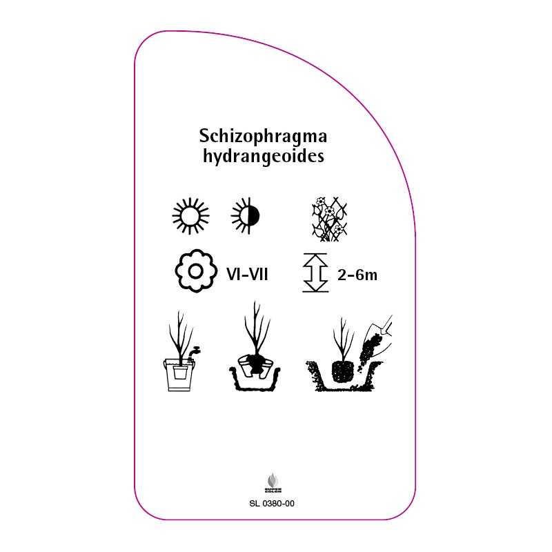 schizophragma-hydrangeoides0