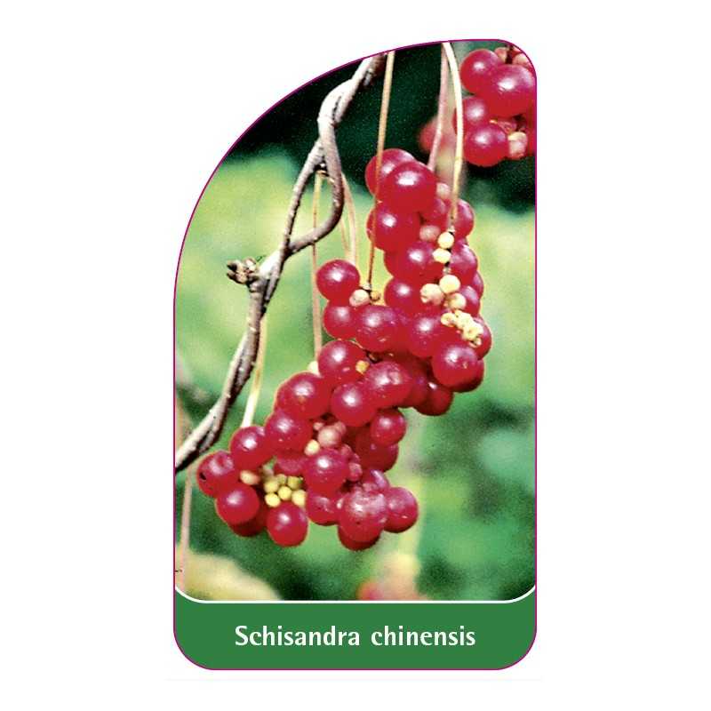 schisandra-chinensis-a1