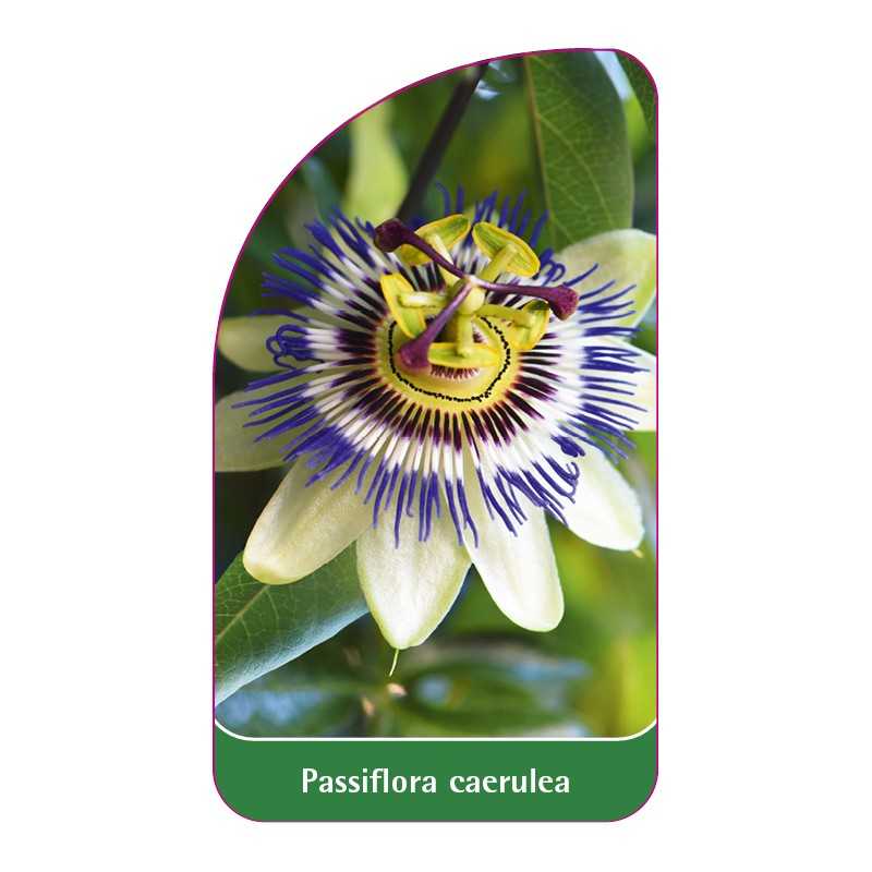 passiflora-caerulea1