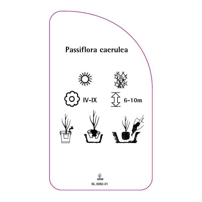 passiflora-caerulea0